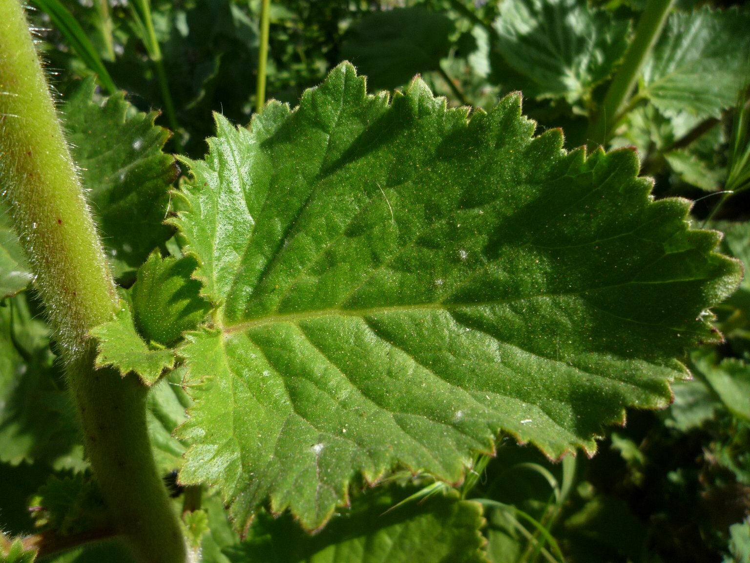 High Resolution Phacelia grandiflora Leaf